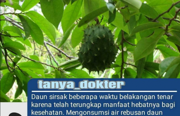 Khasiat Dan Manfaat Dari Daun Sirsak